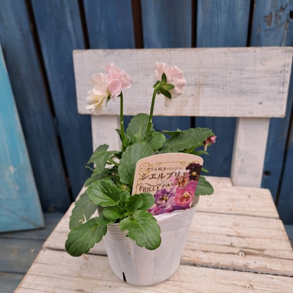 画像3: フリル咲きパンジー 　シエルブリエ  E　(3.5号） (3)