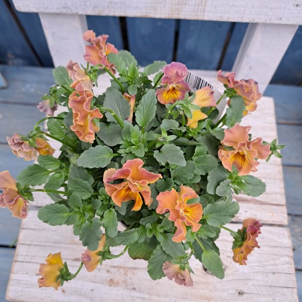 画像3: ビオラ　華あられ　E（3.5号） (3)