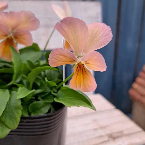 画像2: 神戸ビオラ　グランバニーヴァリアスピンクB（3.0号） (2)