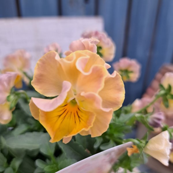 画像2: ビオラ　華あられ　A（3.5号） (2)