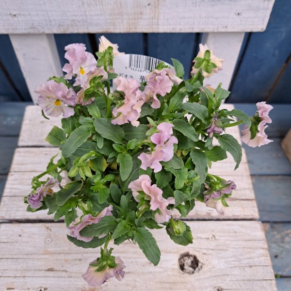 画像3: ビオラ　華あられ　B（3.5号） (3)