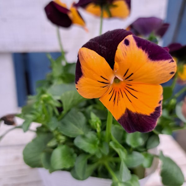 画像2: パンジー　プティシャトン　モダンタイムス（3.5号） (2)