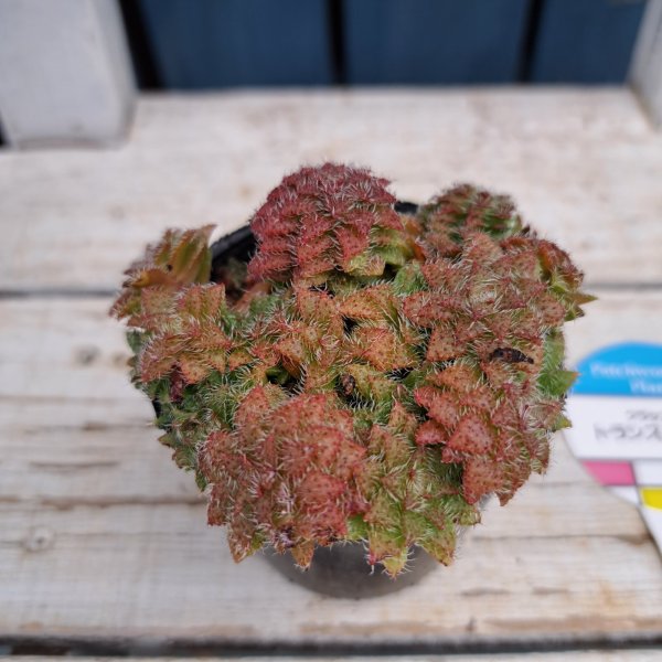 画像1: クラッスラ　トランスバール（2.0号） (1)