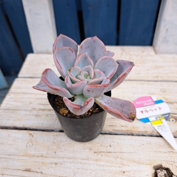 画像3: エケベリア　オルペット（2.0号） (3)