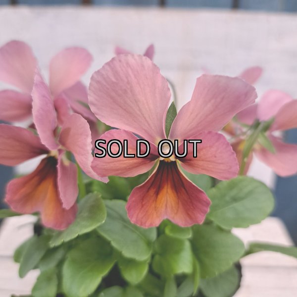 画像2: 神戸ビオラ　グランバニーヴァリアスピンクA（3.0号） (2)