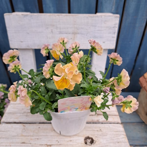 画像1: ビオラ　華あられ　A（3.5号） (1)