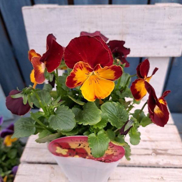 画像1: パンジー　プティシャトン　マーヤ　（3.5号） (1)