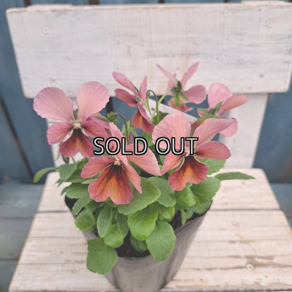 画像1: 神戸ビオラ　グランバニーヴァリアスピンクA（3.0号） (1)