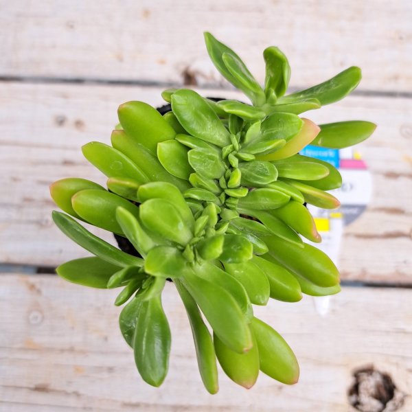 画像2: クラッスラ　宝樹　綴化（2.0号） (2)