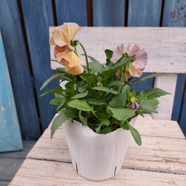 画像3: フリル咲きパンジー 　シエルブリエ  B　(3.5号） (3)