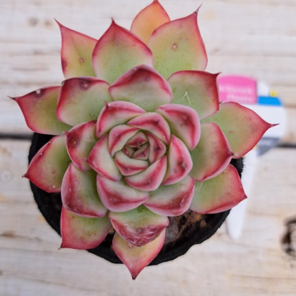 画像2: エケベリア　桃太郎（2.0号） (2)