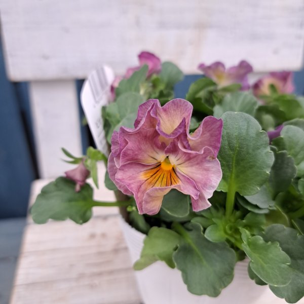 画像2: ビオラ　華あられ　F（3.5号） (2)