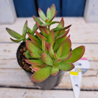 大家族❤️12頭❇️ラモサ❇️ 多肉 抜き苗 チューリップ形 大家族