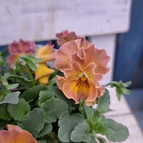 画像2: ビオラ　華あられ　E（3.5号） (2)