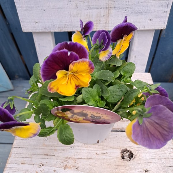 画像1: パンジー　プティシャトン　フェリックス（3.5号） (1)