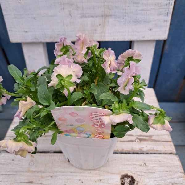 画像1: ビオラ　華あられ　B（3.5号） (1)