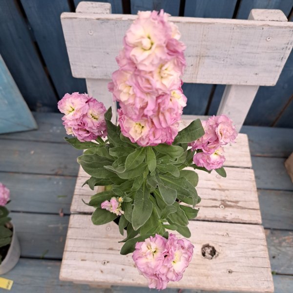 画像2: ストック　八重　ピーチ（3.5号） (2)