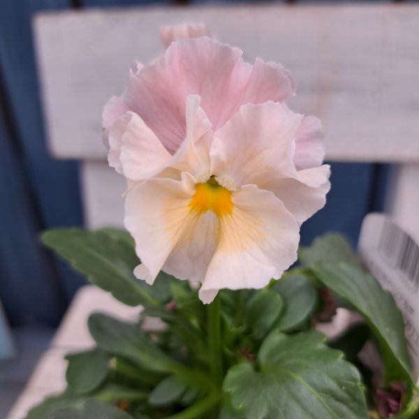 画像2: フリル咲きパンジー 　シエルブリエ  E　(3.5号） (2)