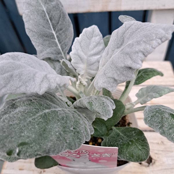 画像1: 丸葉シロタエギク　もふもふしろうさぎ（3.5号） (1)