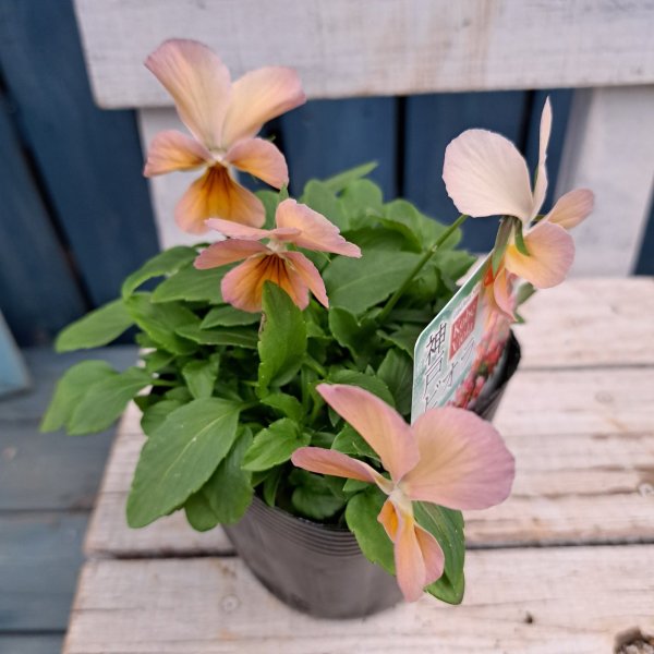 画像1: 神戸ビオラ　グランバニーヴァリアスピンクB（3.0号） (1)