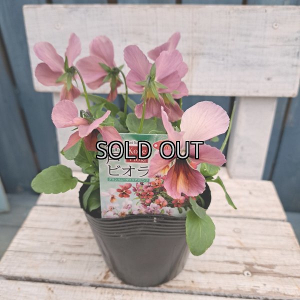 画像3: 神戸ビオラ　グランバニーヴァリアスピンクA（3.0号） (3)