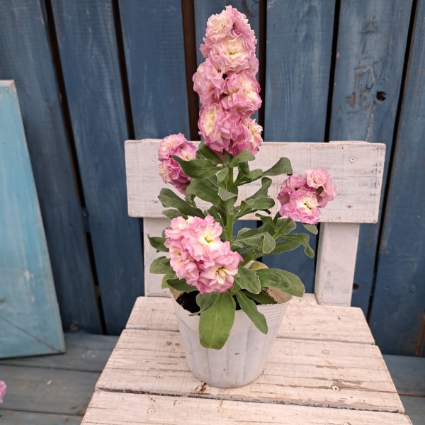 画像3: ストック　八重　ピーチ（3.5号） (3)