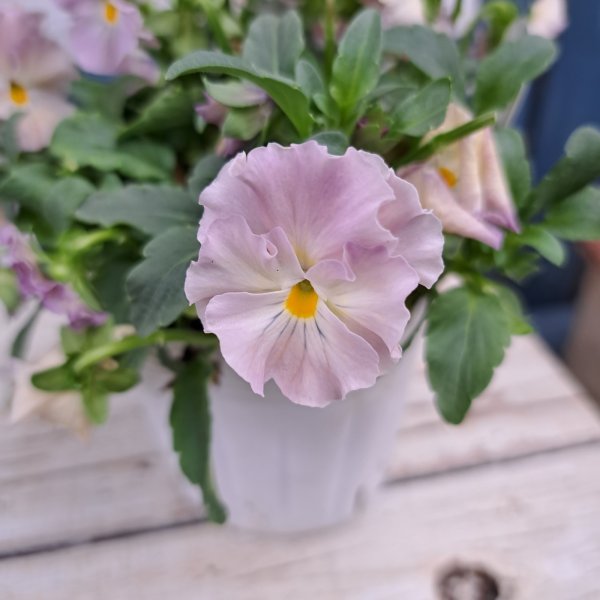 画像2: ビオラ　華あられ　B（3.5号） (2)