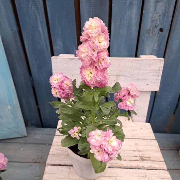 画像1: ストック　八重　ピーチ（3.5号） (1)