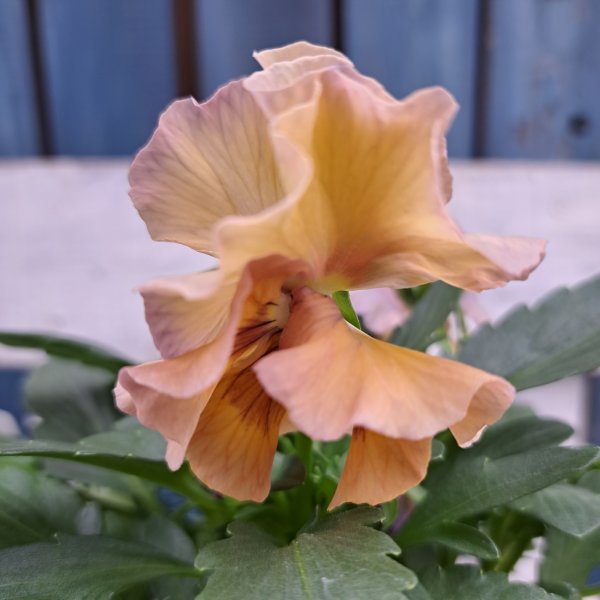 画像2: フリル咲きパンジー 　シエルブリエ  B　(3.5号） (2)