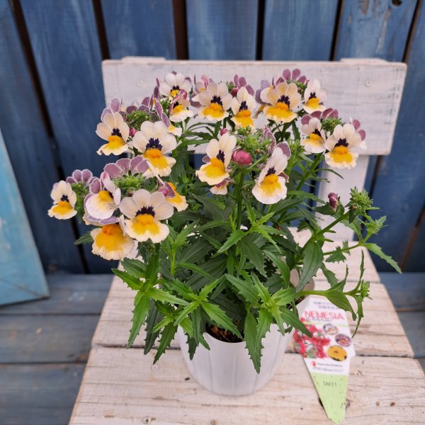 画像3: ネメシア　 ネシアB（3.5号） (3)