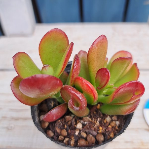 画像1: クラッスラ　黄金姫花月（2.0号） (1)