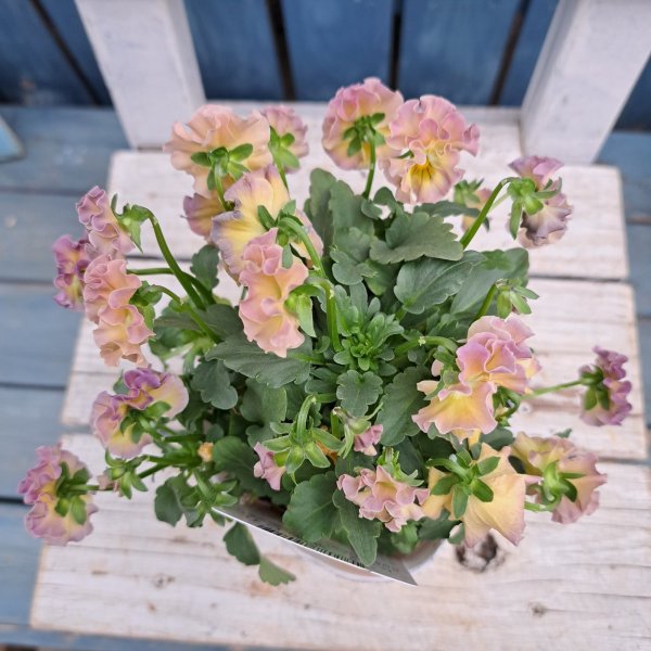 画像3: ビオラ　華あられ　D（3.5号） (3)