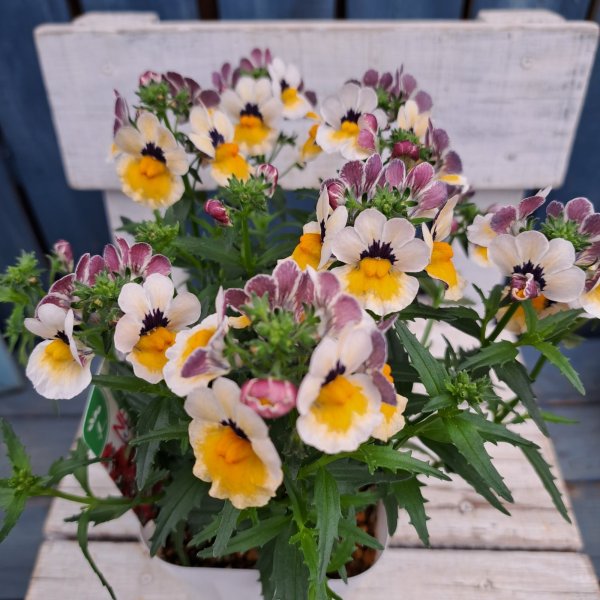 画像1: ネメシア　 ネシアB（3.5号） (1)