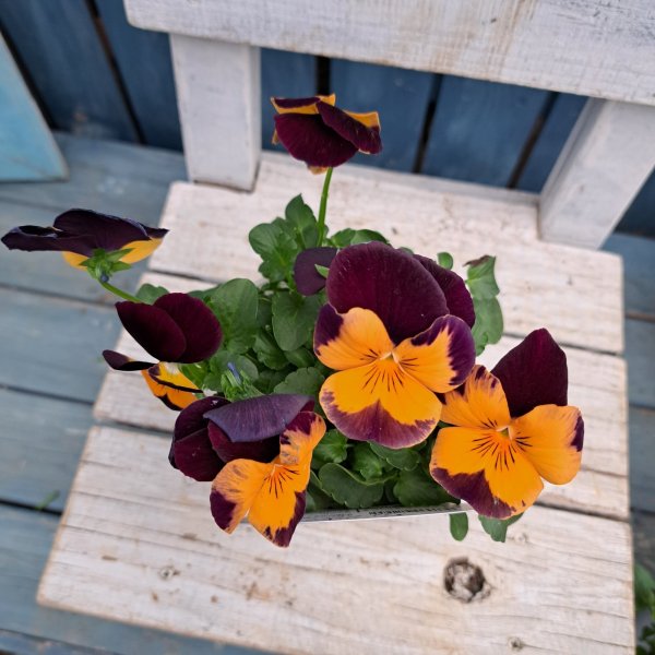 画像3: パンジー　プティシャトン　モダンタイムス（3.5号） (3)