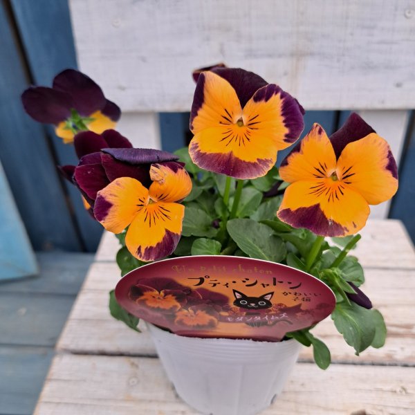 画像1: パンジー　プティシャトン　モダンタイムス（3.5号） (1)
