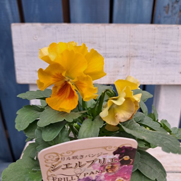 画像1: フリル咲きパンジー 　シエルブリエ  F　(3.5号） (1)