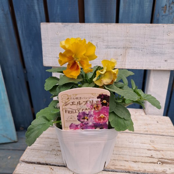 画像3: フリル咲きパンジー 　シエルブリエ  F　(3.5号） (3)