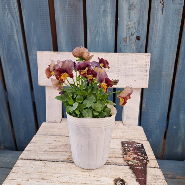 画像4: アンティークビオラ　アルスノーヴァ（3.0号ロング） (4)