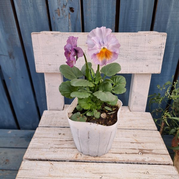 画像4: パンジー  リモネッテ（3.5号） (4)