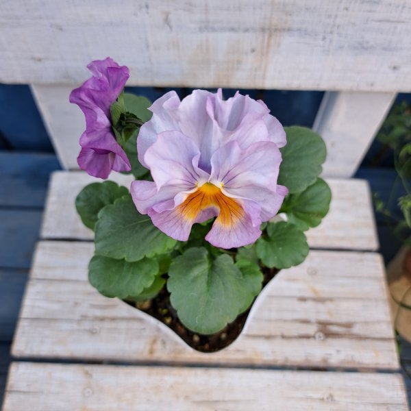 画像3: パンジー  リモネッテ（3.5号） (3)