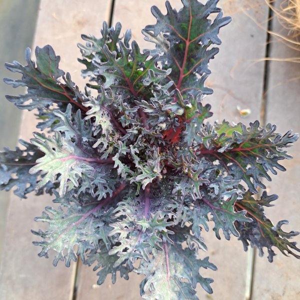 画像2: ハボタン　シルバーサンゴ　(3.5号） (2)