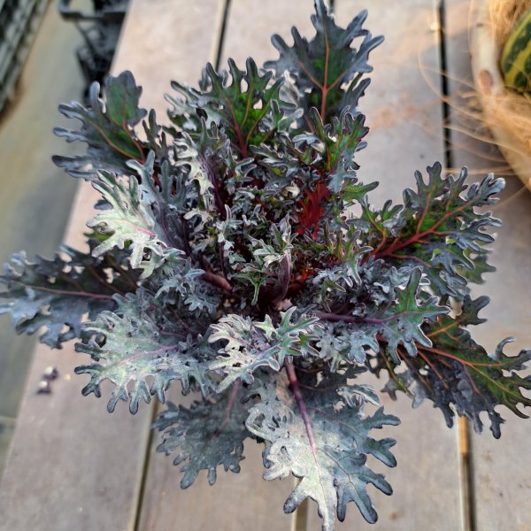 画像1: ハボタン　シルバーサンゴ　(3.5号） (1)