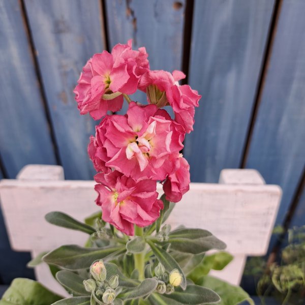 画像2: ストック　アンティーク　ピンク（3.5号) (2)