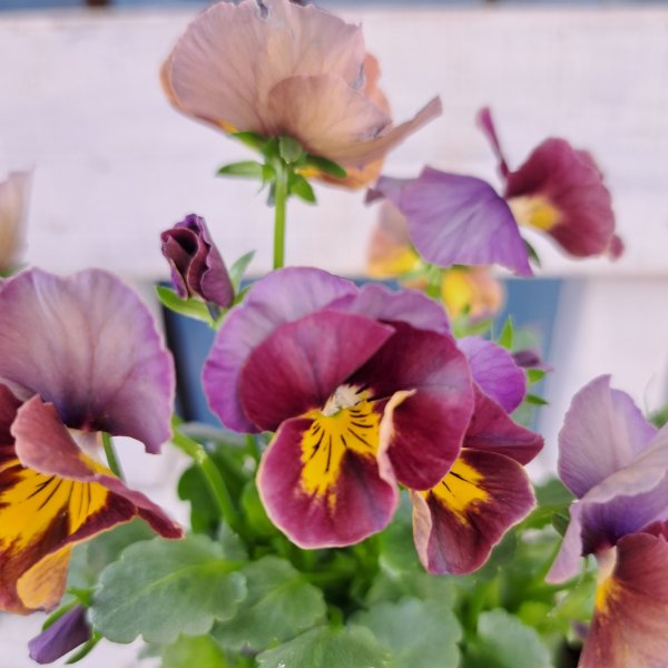 画像2: アンティークビオラ　アルスノーヴァ（3.0号ロング） (2)