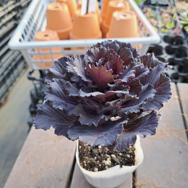 画像3: ハボタン　ブラックジュエル(3.5号） (3)