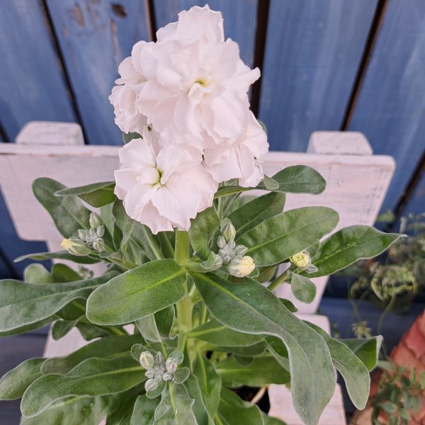 画像2: ストック　ホワイト(3.5号) (2)