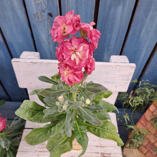 画像3: ストック　アンティーク　ピンク（3.5号) (3)