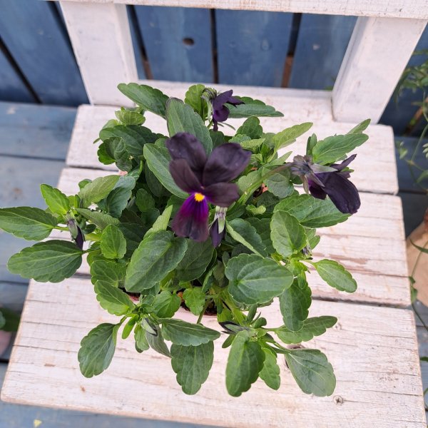 画像3: ビオラ　バニーイヤーズ（3.5号) (3)