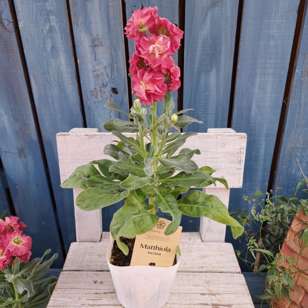 画像4: ストック　アンティーク　ピンク（3.5号) (4)