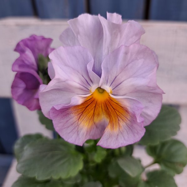 画像2: パンジー  リモネッテ（3.5号） (2)